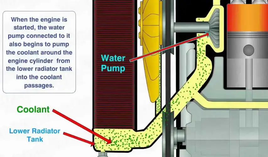 Cutaway diagram illustrating water pump operation and coolant flow from radiator through engine block